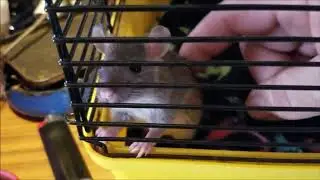 Taming baby roof rats