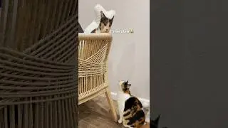 My cat meeting her clone 🐈🐈 #shorts #calicocat