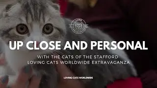 Cute Cat Close-Up's | Stafford CATstravaganza with Loving Cats Worldwide