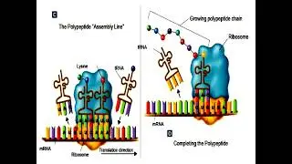 Build Polypeptide Chain from mRNA Editing