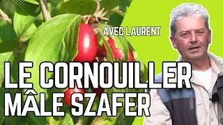 Le CORNOUILLER M&Acirc;LE SZAFER, un FRUITIER PRODUCTIF, RUSTIQUE et PL&Eacute;BISCIT&Eacute; par les PROS