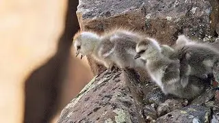 Arctic Geese Chicks Jump Off Cliff to Survive | Wildlife Animals Safari