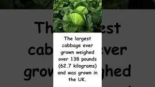Fun Food Facts - World's Largest Cabbage 138 POUNDS! 😯🥬🇬🇧