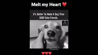 Better than fake people 🥲❤️❤️ #shorts #animals #dog #emotional