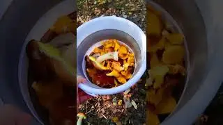 Пол Часа в Лесу и Почти Ведро