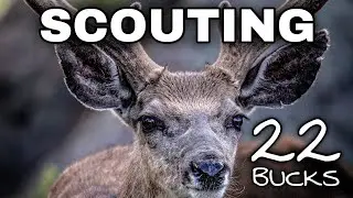 SCOUTING BIG DESERT MULE DEER BUCKS |  Patterning My #1 Target Buck + 20 More Bucks