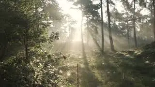 sun shine in forest