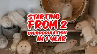 My winter white hamster colony after 1 year