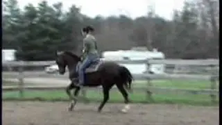 Radiance Savannah Fe, morgan mare, western pleasure horse
