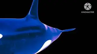 Cyber neor orca 1