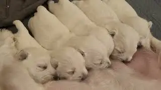2 week old westy breast feeding. Puppy baby dogs