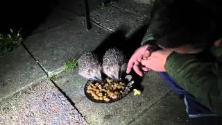 Hedgehog Street: champion gets up close to wild hedgehogs on his garden.