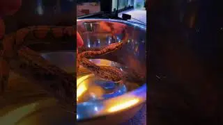 🫧🛁🐍 Brazilian Rainbow Boa Enjoying A Soak Bath 🐍🛁🫧