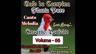 Galo de Campina Canto 
