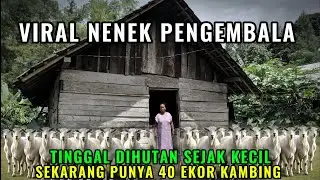 🔴VIRAL !! SEORANG NENEK PULUHAN TAHUN DIHUTAN MENGEMBALA KAMBING SAMPAI BANYAK 