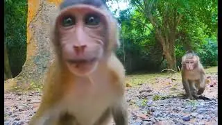 Young monkeys cry for food, Monkey Aaron teaches lesson 