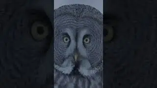 Вот как большие серые совы охотятся на спрятавшуюся добычу. #naturepbs #owl #wildlife #animalshor...