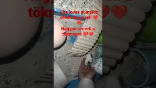 Maminti t&ouml;kmagot eszik&eacute;zik ❤️ Maminti eats pumpkin seed ❤️