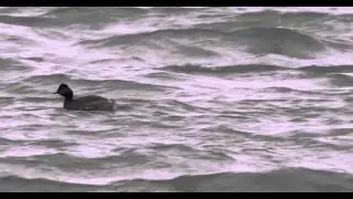 Geoorde fuut - Black-necked Grebe - Podiceps nigricollis