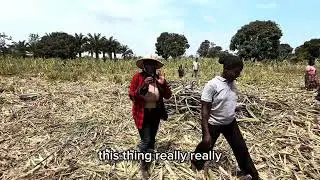 How This Woman Made 100 Million Naira from Sugarcane Farming in Nigeria