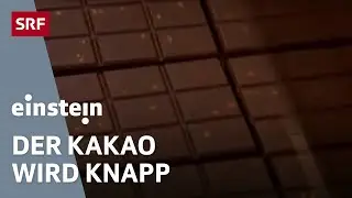 Zukunft der Schokolade: Die Schoggi-Lust steigt, doch der Kakao wird knapp | Einstein | SRF Wissen