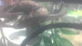 Preying Mantis Mating / Sphrodomantis SP