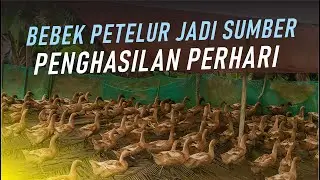 Bebek Petelur Jadi Sumber Penghasilan Perhari