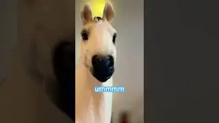 The truth behind barn setups! 😅😆 #schleich #horse #barn