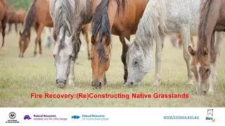 Fire Recovery: Reconstructing Native Grasslands