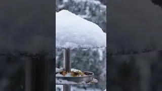 Feeding Birds in Winter