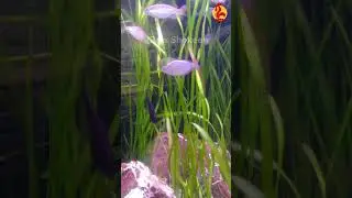 Rainbow Shark | Rainbow Red tail Shark | Barb Fish #youtubeshorts #ytshorts #fishing #aquarium