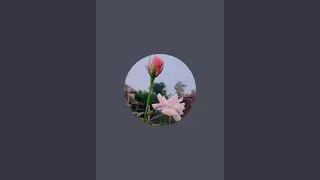 koopley run live streaming 📌 level 20