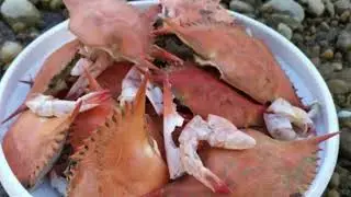 A sustainable battery with a biodegradable electrolyte made from crab shells | Chitosan-Zinc Battery