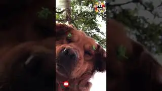 Smart Dog Selfie -  Cute Puppies 🤣🤣🤣 -  Funny Dogs Videos 2021 #shorts