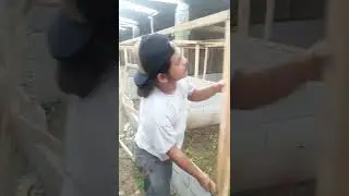 pembuatan pintu kandang ayam kang dedy batox, skitar 2000 ekor penetasan