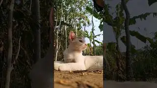 #Cat enjoying the sun