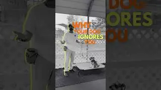 Recall Training: Fix the #1 Reason Your Dog Ignores the &ldquo;COME&rdquo; Command