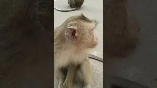 Wow! She feels like to eat . #fishponds #khmerangkor #monkey #grilledfish #animals #khmer