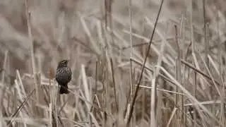 Biodiversity Research Institute - Ecological Connections
