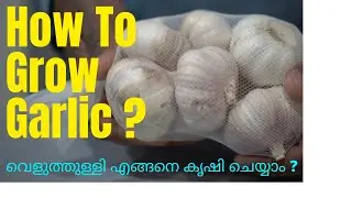 How to Grow Garlic ? വെളുത്തുള്ളി എങ്ങനെ കൃഷി ചെയ്യാം ?