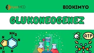 GLUKONEOGENEZ (1-qism)