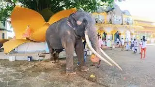 Getting An Elephant's Blessing & Feeding Huge Elephant At Temple In Sri Lanka | CEYLON TURTLE TALES