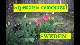Spring in Sweden | സ്റ്റോക്&zwnj;ഹോൾമിലെ വസന്തകാലം | 2019 | Ramya Shameer || Vlog 10