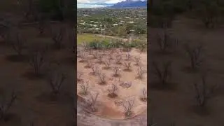 Fort Lowell Park Orchard Drone Shorts | Southwest Drone Tech
