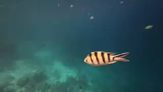 Island Hopping,El Nido Palawan | Snorkeling 