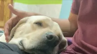 Jini 🐶🐶ke sath live agaya jaldi join karo ll Labrador lover l Labrador dog l #dog #shorts #love