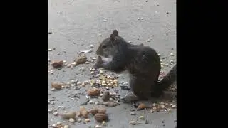 patio critters