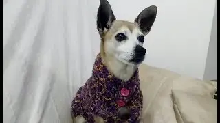 VESTITO FACILE PER CANE ALL'UNCINETTO tutorial ogni taglia
