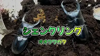 シェンクリングオオクワガタとスマトラヒラタの掘り出し＃シェンクリングオオクワガタ＃スマトラヒラタ♯飼育＃菌糸飼育
