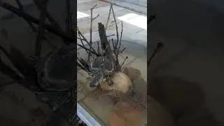 Bheega Bheega hai Sama |Turtle Tub Pond | Pet Turtle | Little Luna |New ideal 💕
